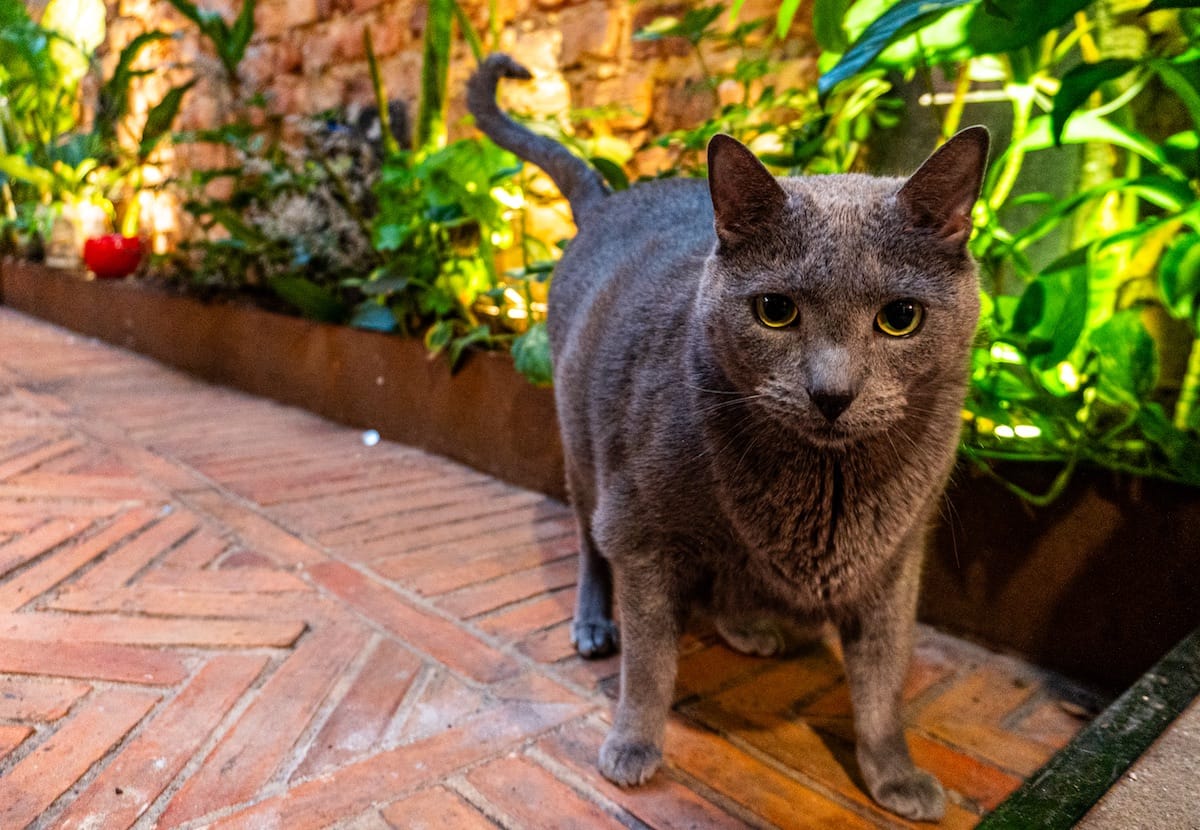 Galería Las Aguas Inn
